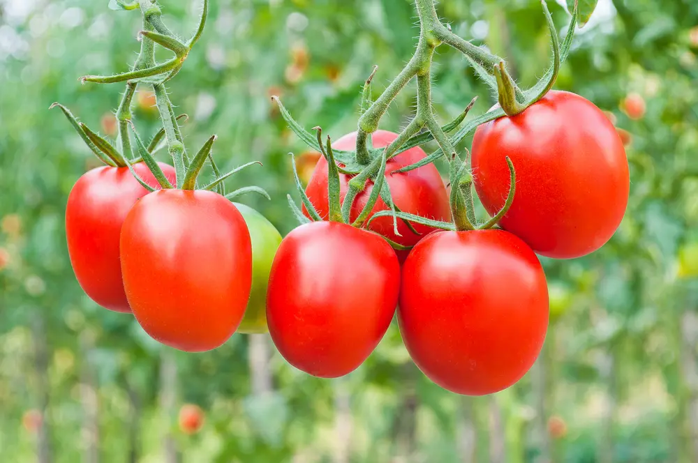 tomato plum