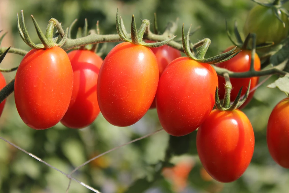 roma tomato