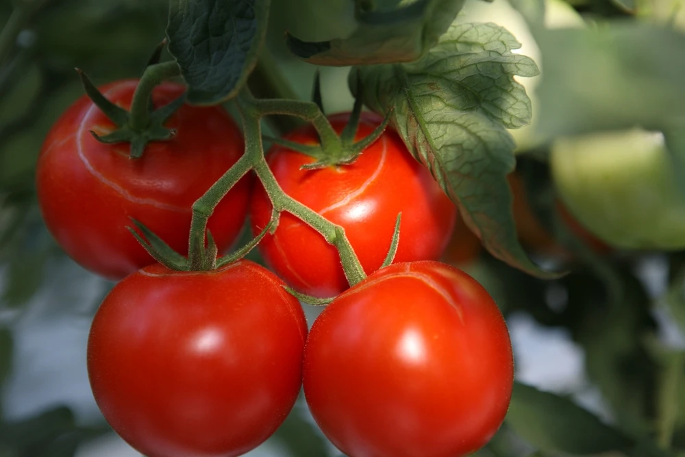 meaty tomatoes